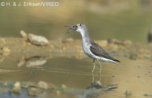 Common Greenshank e05-1-220.jpg